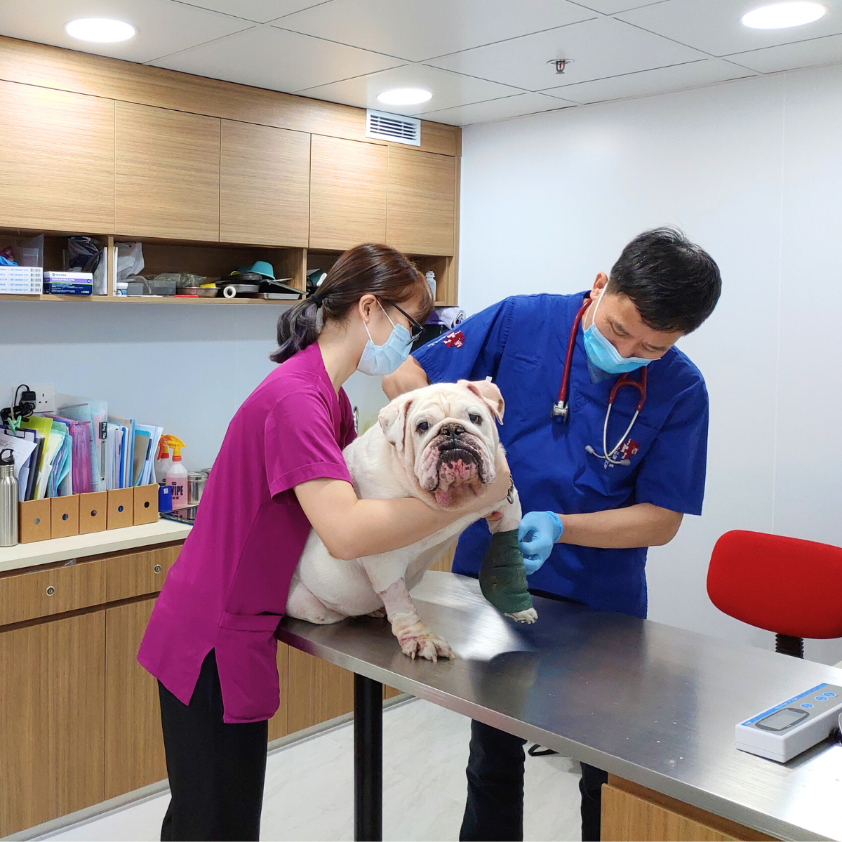 Dog 6-in-1 vaccine injection 狗 6合1疫苗注射