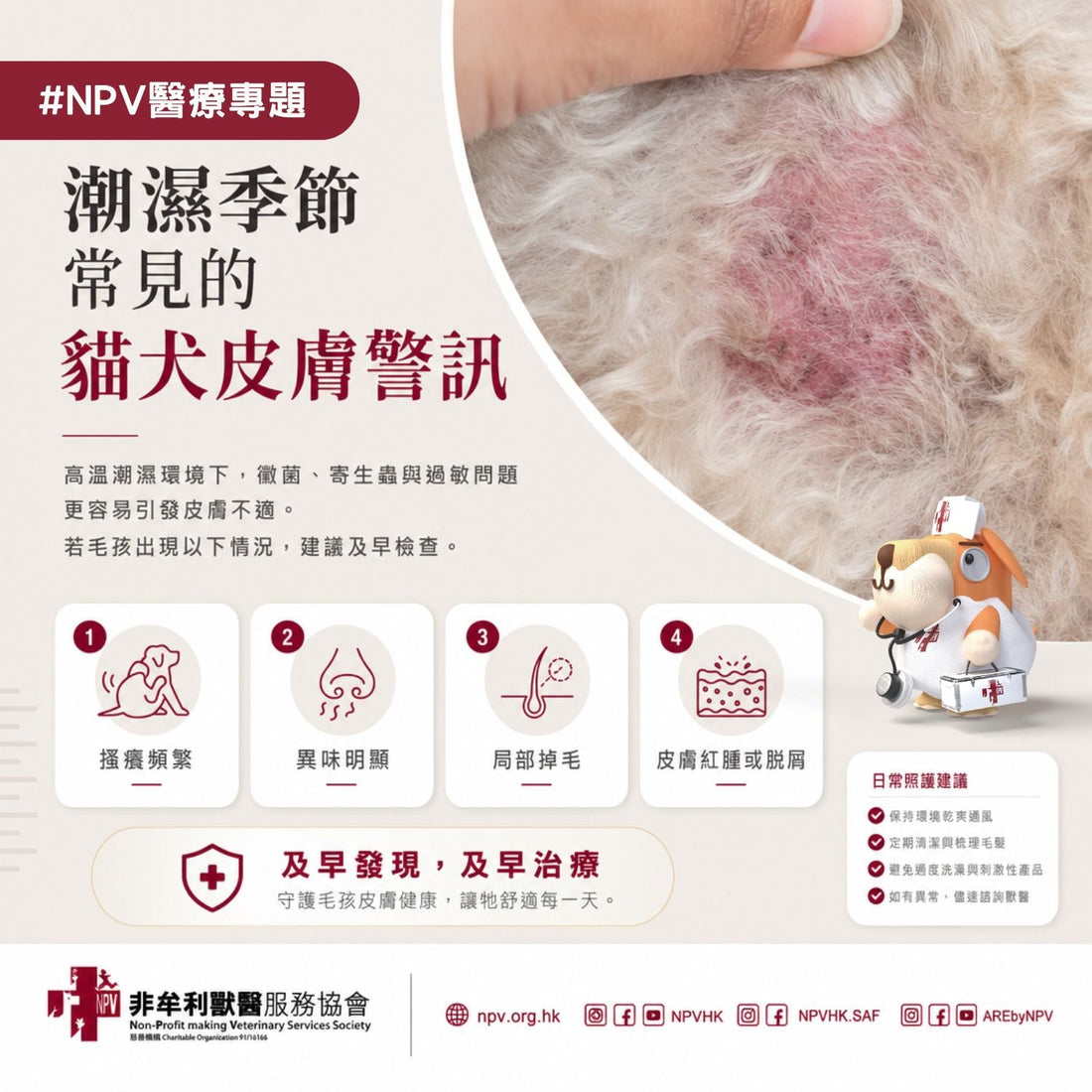 潮濕季節常見的貓犬皮膚警訊