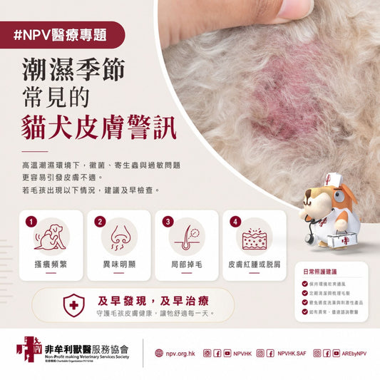 潮濕季節常見的貓犬皮膚警訊