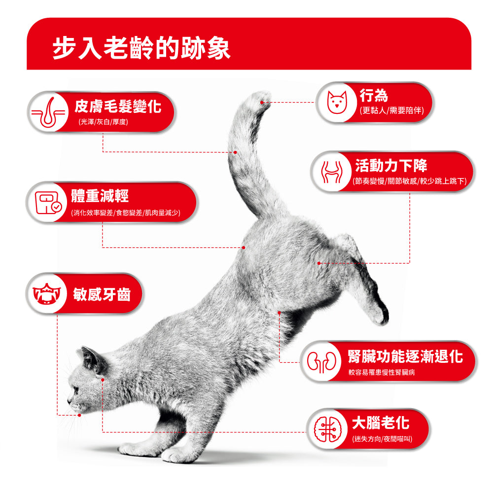 FOTC Royal Canin Feline; Ageing 11+ Ultra Soft Mousse ; 老貓11+慕絲罐頭