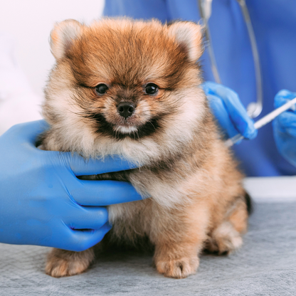 Dog 6-in-1 vaccine injection 狗 6合1疫苗注射